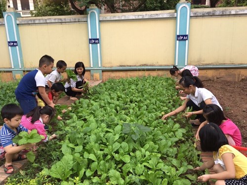 Các bé MGL A2 cùng cô giáo thu hoạch vườn rau của lớp trong không khí vô cùng hào hứng và phấn khởi